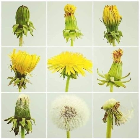 Sassafras Root, Dandelion Art, The Dandelion, Dandelion Seed, Dandelion Flower, Cycling Art, Types Of Flowers, Life Cycles, Plant Life