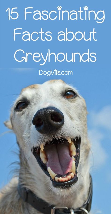 15 Fascinating Facts About Greyhounds Greyhound Dog Rescue, Greyhound Pictures, Greyhound Rescue, Dog Training Books, Coconut Oil For Dogs, Greyhound Art, Dog Best Friend, Dog Facts, Grey Hound Dog