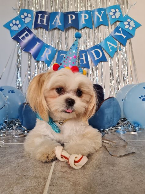 Puppy Birthday Party Theme, Dog Birthday Pictures, Negative Reinforcement, Kitten Training, Dog Party Decorations, Therapy Dog Training, Puppy Birthday Parties, Service Dog Training, Dog Birthday Cake