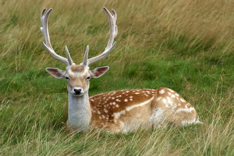 Deer Sitting, Water Deer, Female Deer, Animals With Horns, Deer Poster, Deer Photos, Deer Pictures, Fallow Deer, Roe Deer