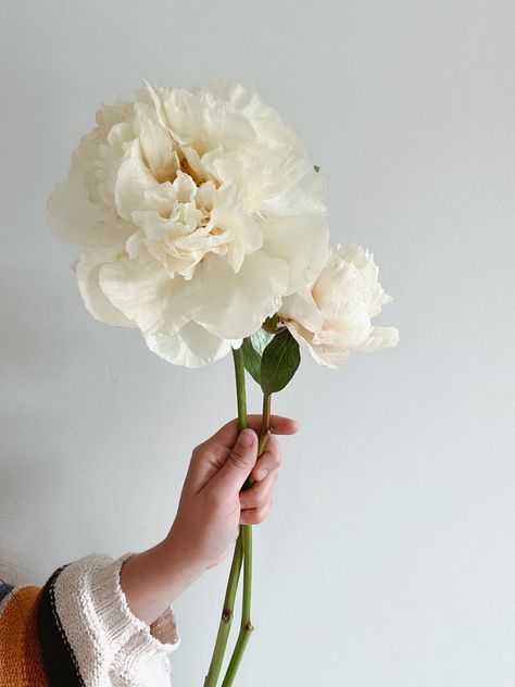 White Peony Centerpiece Wedding, Bowl Of Cream Peony, White Peonies Centerpiece, Highley Manor, Peonies Wedding Centerpieces, Wedding Peonies, Cream Peonies, Cream Peony, Peony Farm