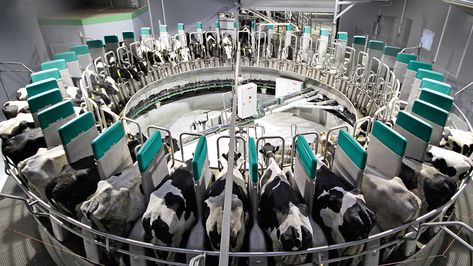 Milk up to 600 cows an hour monitored by one single operator: the automated rotary milking parlor DairyProQ from GEA’s DairyRobot line! Milking Parlor, Cow Milking, Farm Barn, Milk Cow, Marketing Professional, East Africa, Southeast Asia, Middle East, South America