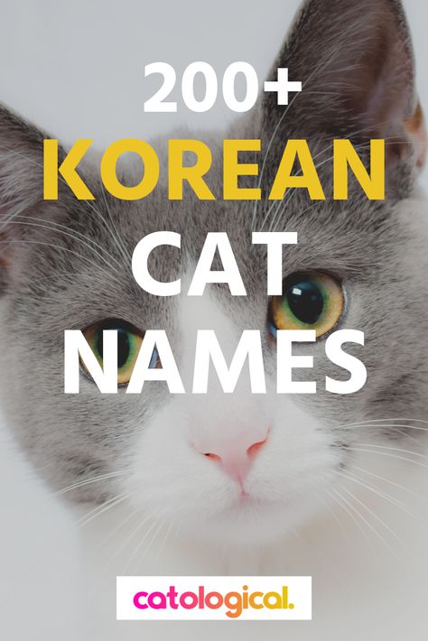 Japanese Names For Cats, Korean Pet Names, Korean Cat Names, Japanese Cat Names, Cat Name Ideas, Korean Cat, Cat Breeding, Unique Cat Names, Funny Cat Names