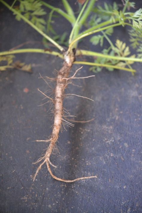 Roots to harvest in the fall: Queen Anne's Lace Root - Herbal Academy Edible Roots, Natural Medicines, Herbal Academy, Wild Foraging, Wild Food Foraging, Wild Herbs, Harvesting Herbs, Edible Wild Plants, Herbal Apothecary