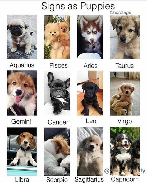 Dog Zodiac, Zodiac Signs Animals, Desenhos Love, Zodiac Sign Fashion, Zodiac Signs Chart, Zodiac Signs Virgo, Zodiac Signs Sagittarius, Zodiac Signs Leo, Zodiac Stuff