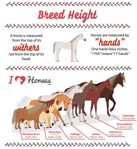 Horseback Camping, Horsemanship Quotes, Facts About Horses, Horse Items, Thick Arms, Rare Horse Breeds, Equine Veterinary, Horse Farm Ideas, Thick Neck