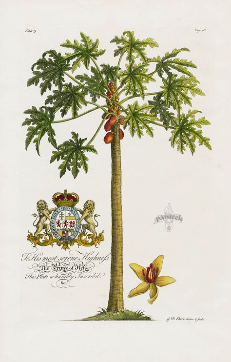 Papaya Tree from Ehret Natural History of Barbados 1750 British Colonial Art, Cottage Illustration, Palm Prints, Papaya Tree, Florida Decor, British Colonial Decor, Art Placement, Royal Crest, Forest Drawing