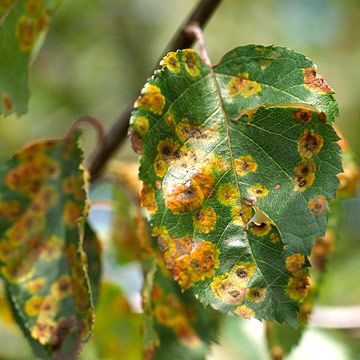 When you see orange, gold, or reddish spots rupturing leaf surfaces, you're dealing with rust. Picture Tree, Garden Pest Control, Plant Diseases, Have Inspiration, Peach Trees, Tree Care, Garden Pests, Plant Species, Tree Leaves