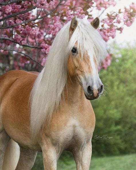 Palomino Horses, Miniature Ponies, Haflinger Horse, Gorgeous Horses, Pony Breeds, Cute Horse Pictures, Equestrian Aesthetic, Horse Anatomy, Palomino Horse