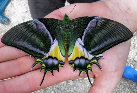 Golden Kaiser-i-Hind butterfly, Teinopalpus aureus. A rare, valuable species found in Vietnam and China. ~via Butterfly Lady, FB Most Beautiful Butterfly, Cool Insects, Butterfly Species, Moth Caterpillar, Flying Insects, Beautiful Bugs, Butterfly Pictures, Butterfly Kisses, Rare Animals