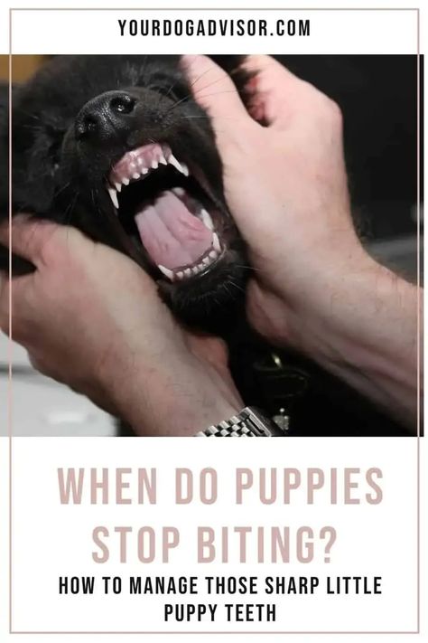 While puppy biting is a completely normal part of puppyhood, it’s also frustrating and painful. So, when do puppies stop biting and how can you teach a puppy to cool it sooner than later? How To Stop A Dog From Biting, Stop Puppy Barking, How To Stop A Puppy From Biting, How To Get Your Puppy To Stop Biting You, Stop Puppy Biting, Puppy Teething, Puppy Biting, Dog Behavior Training, Training Treats