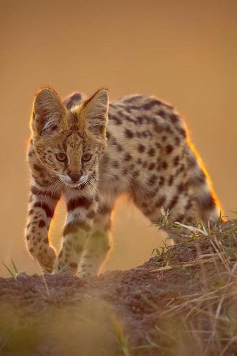 Feline Reference, Serval Kitten, Winged Wolf, Serval Cat, Small Wild Cats, Serval Cats, African Savanna, Scarlet Macaw, Cat Poses