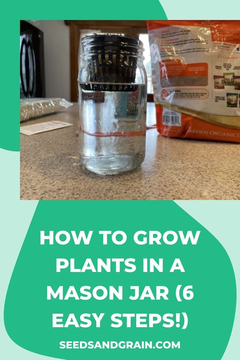 Kratky Hydroponics Mason Jar, Mason Jar Hydroponics, Mason Jar Hydroponics Diy, Homemade Hydroponics, Mason Jar Plants, How To Grow Plants, Mason Jar Garden, Seed Starting Soil, Hydroponics Diy