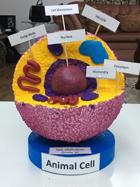 Diy science project about animal cell Animal Cell Model Project Ideas, Animal Cell Project 3-d, Animal Cell 3d Project, 3d Animal Cell Project 7th Grade, 3d Animal Cell Project, 3d Cell Project, Animal Cell Model Project, 3d Plant Cell, 3d Animal Cell