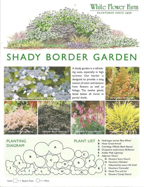 Border Garden Plan, Fern Landscaping, Shady Border, Coleus Plants, Border Garden, Garden Florida, Garden Shade, Shade Garden Design, Flower Garden Plans