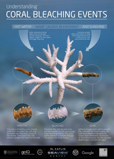 Infographic 1 (Credit: XL Catlin Seaview Survey) March 2015 http://www.globalcoralbleaching.org/ Coral Bleaching Infographic, Coral Reef Bleaching, Scuba Diving Quotes, Marine Science, Coral Bleaching, Save Our Oceans, Marine Biologist, Marine Conservation, Oceanography