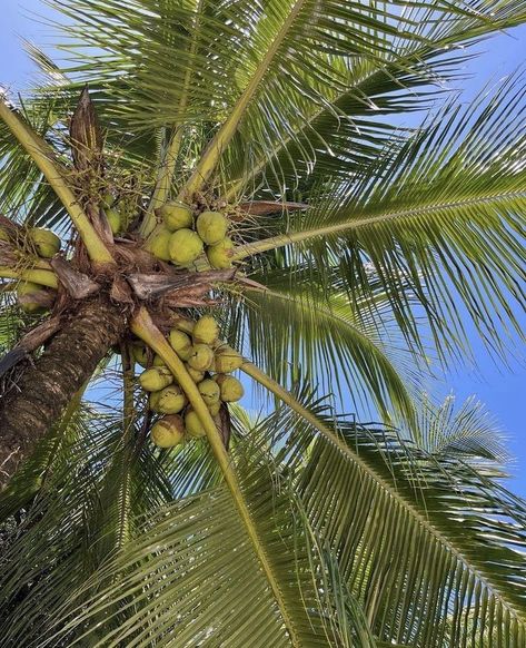 Islands Aesthetic, Aesthetic Coconut, Island Aesthetic, Water Sea, Pacific Islands, Lake Beach, Beach Water, Marshall Islands, Beach Living