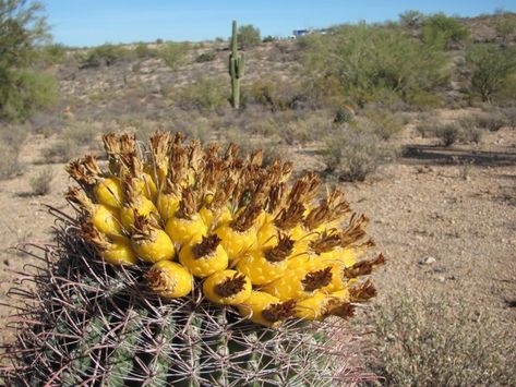 December is the time to pick fruit off your barrel cactus Barrel Cactus Fruit Recipes, Australia Garden, Cactus Recipe, Tart Fruit, Cactus Fruit, Fruit Recipe, Arizona Cactus, Edible Wild Plants, Barrel Cactus