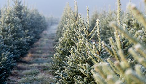 The spirit of the season can start right on your farm if you grow Christmas trees for sale. Christmas Tree Sale, Farm Business, Farm Lifestyle, Christmas Farm, Garden Christmas, Small Christmas Trees, Beautiful Christmas Trees, Tree Farm, Artificial Tree