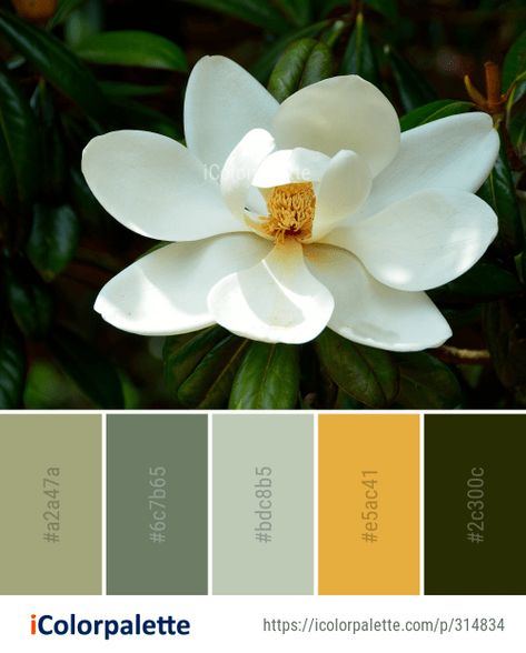 Color Palette Ideas from Flower Plant White Image Magnolia Tree Color Palette, Plant Store Color Palette, Magnolia Color Palette, Color Palette For Flower Shop, Magnolia Flower Color Palette, Dogwood Color Palette, Desert Flower Color Palette, Nursery Supplies, Magnolia Colors