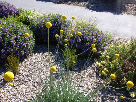 Billy Buttons Garden, Queensland Garden, Craspedia Globosa, Australian Native Garden Design, Billy Button Flowers, Verge Garden, Australian Gardens, Australian Garden Design, Australian Native Garden