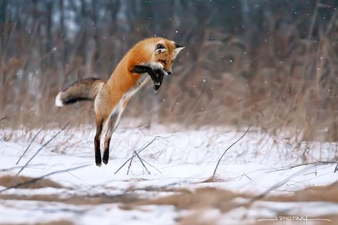 Rarest Animals, Colorado Wildlife, Fox Playing, Jumping Fox, Cunning Fox, Fox Tattoo Design, Animal Paintings Acrylic, Fox Photography, Artsy Photography