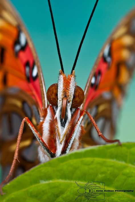 Gulf fritillary - Agraulis vanillae Macro Insect Photography, Photography Account, Macro Photography Insects, Dragon Flys, Cool Insects, Butterfly Dragon, Insect Photography, Cool Bugs, A Bug's Life