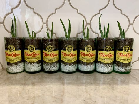 Topo Chico Aloe Vera Planters Topo Chico Bottles Crafts, Ranch Art, Recycled Decor, Building A Workbench, Plastic Bottle Crafts, Mineral Water, Cool Inventions, Crafting Ideas, Bottle Crafts