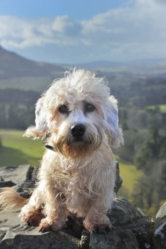 ༺✿༺ Dandy Dinmont Terrier, Scotts View. (what a precious little face) Golden Cocker Spaniel Puppies, Glen Of Imaal Terrier, Dandie Dinmont Terrier, Every Dog Breed, Australian Terrier, Norwich Terrier, Dog Pics, Terrier Breeds, Dog Nose