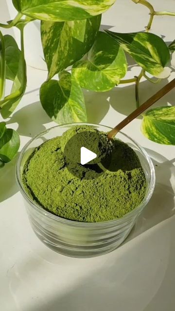 Moringa Benefits, Moringa Powder, Early In The Morning, Healthy Bones, Health Knowledge, August 9, August 15, Dubai Uae, Healthy Choices