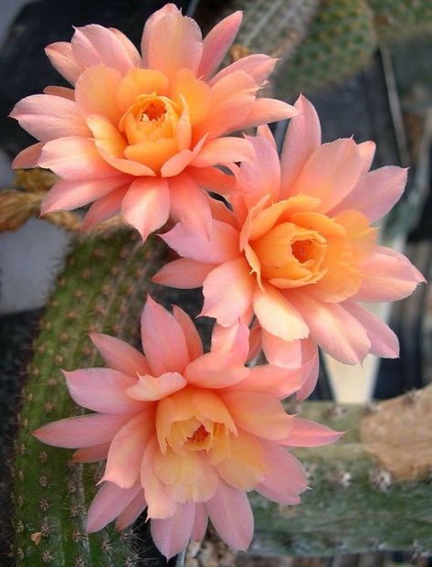 Echinopsis Cactus, Prettiest Flowers, Săpunuri Handmade, Beautiful Cactus, Cactus Blossoms, Blooming Cactus, Desert Flowers, Cactus Flowers, Cactus Plant