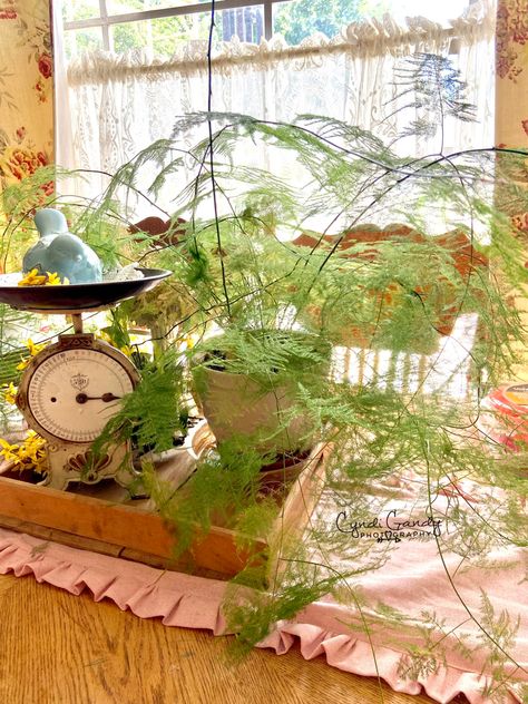 Plumosa fern in a east window. Plumosa Fern, Plant Lady, My Flower, Plant Care, Fern, House Plants, Interior Design, Plants, Flowers