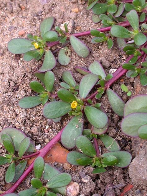 6 Tips For Growing Purslane — On Purpose! - Hobby Farms Purslane Plant, Edible Succulents, Southwest Garden, Medicinal Weeds, Ayurvedic Plants, Edible Weeds, Medicinal Herbs Garden, Edible Wild Plants, Herbs Garden