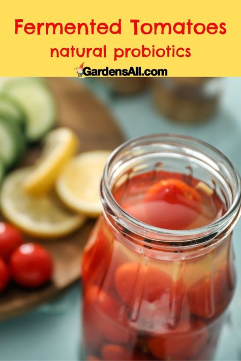 Fermented Tomatoes natural probiotics Fermented Tomatoes, Pickled Cherry Tomatoes, Tomatoes With Basil, Veggie Side Dish, Pickled Cherries, Fermented Sauerkraut, Green Tomato Recipes, Cherry Tomato Recipes, Fermented Pickles