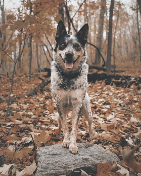 Healthiest Dog Breeds, Aussie Cattle Dog, Austrailian Cattle Dog, Blue Heeler Dogs, Australian Cattle Dogs, Dog Steps, Australian Shepherd Dogs, Australian Cattle Dog Blue Heeler, Herding Dogs