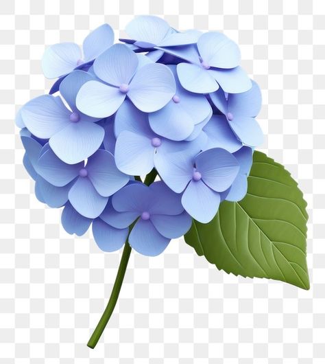 Hydrangea Leaf, Hydrangea Plant, Flower Hydrangea, Hydrangea Leaves, Png Flower, Planting Hydrangeas, Blank Space, Flower Petal, Hydrangea Flower