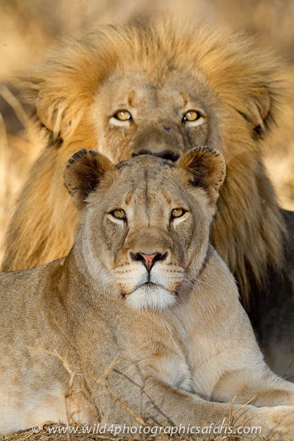 I have Papa's eyes... The Lion - Tribe of Judah!! Lion King And Queen, Lion Queen, Cats Facts, Lion Facts, Lion Couple, Lion Photography, Lions Photos, Lion Love, Lion Images