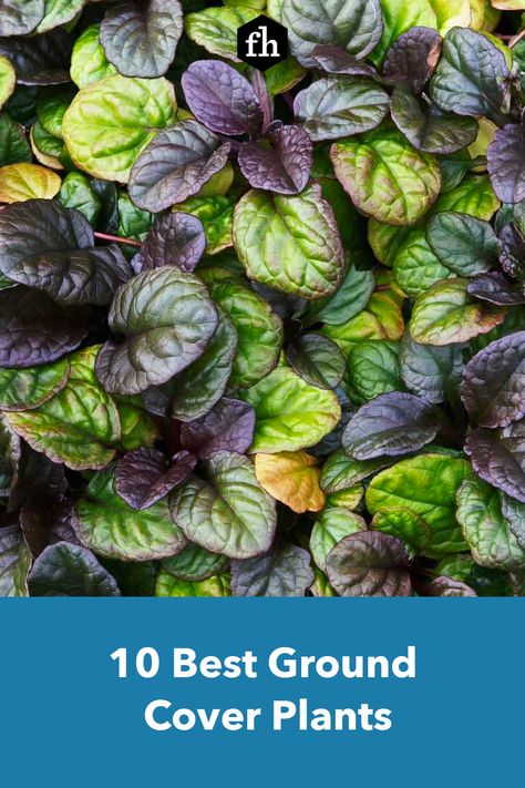 10 Best Ground Cover Plants Planting Ground Cover, Creeping Ground Cover Plants, Bugleweed Ground Cover, Purple Ground Cover Plants, Cheap Ground Cover Ideas, Front Yard Ground Cover Ideas, Low Ground Cover Plants For Sun, Ground Cover Plants For Sun Perennials, Ground Cover Under Trees