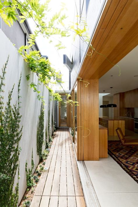 Sydney terrace house opens to nature: Bondi House 25x60 House Plans, Tin House Design, Plant Arrangements Indoor, Potted Plant Arrangements, Plants In Home Decor, Plants For Clean Air, Indoor Terrace, Air Filtering Plants, Succulent Garden Diy Indoor