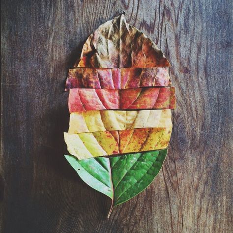 Signs of the Seasons | codyhanson | VSCO Grid Like & Repin. Noelito Flow. Noel songs. follow my links http://www.instagram.com/noelitoflow Autumn Moodboard, Growth And Decay, Lighting Techniques, Creative People, Creative Photos, Autumn Aesthetic, Land Art, Autumn Photography, Stationery Cards