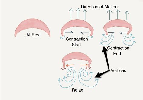 Jellyfish motion Jellyfish Architecture, Type Of Jellyfish, Jellyfish Concept Architecture, Jellyfish Swarm, Analysis Diagram, Jellyfish Facts, Facades, Jellyfish, Sleep Eye Mask