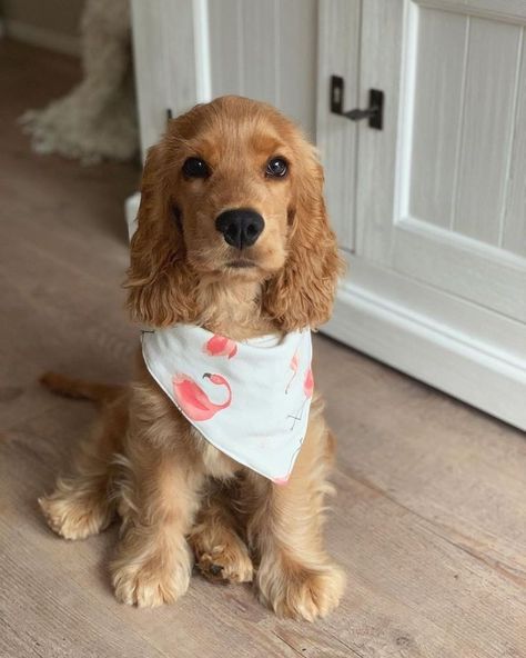 English Cocker Spaniel Puppies, Golden Cocker Spaniel, Instagram King, Cocker Spaniel Puppies, Cute Dog Photos, Cocker Spaniel Dog, Very Cute Dogs, English Cocker Spaniel, Cocker Spaniels