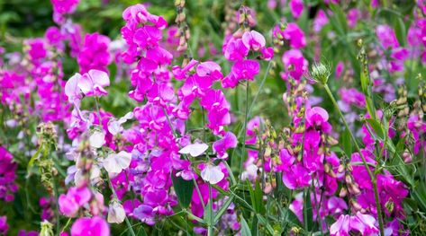 Flowers That Attract Butterflies, Pink Perennials, American Meadows, Starting Seeds Indoors, Classic Cottage, Hydrangea Macrophylla, Cottage Garden Design, Cottage Garden Plants, Garden Pictures