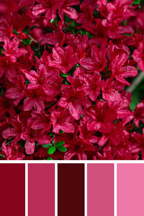 A lush display of vibrant pink flowers, accentuated by rich green leaves. The hot pink color palette highlights the vividness and beauty of the blooms, creating a striking natural scene. Hot Pink Colour Palette, Hot Pink Color Palette, Color Scheme Generator, Pink Color Palette, Palette Design, Hot Pink Color, Color Palette Pink, Different Shades Of Pink, Palette Color