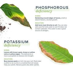 Plant Deficiencies, Homemade Plant Food, نباتات منزلية, Plant Nutrients, Plant Problems, Inside Plants, Plant Diseases, Plant Health, Hydroponic Gardening