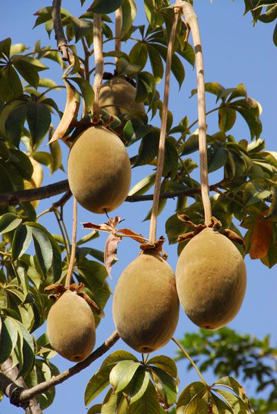 Baobab which comes from Africa, The fruit is packed with a dry powder that is low in sugar & high in fiber. Tree Energy, Baobab Fruit, Superfoods Benefits, Fruit Powder, Upset Tummy, Tomato Nutrition, High In Fiber, Baobab Tree, Coconut Health Benefits