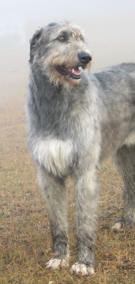 White Irish Wolfhound, Wolf Hound, Irish Wolfhound Dogs, Wolfhound Dog, Smiling Animals, Dogs Big, Cairn Terriers, Dogs Lover, Irish Wolfhound