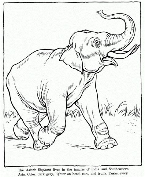 Free Printable Elephant Coloring Pages For Kids Coloring Pictures Of Animals, Zoo Coloring Pages, Elephant Outline, Zoo Animal Coloring Pages, Elephant Coloring, Animal Outline, Elephant Coloring Page, Elephant Colour, Cartoon Drawings Of Animals