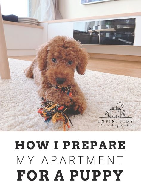 Dog In Apartment Ideas, Puppy Proofing House Ideas, Puppy Apartment Ideas, Puppy In Apartment, Apartment Dog Hacks, Apartment Dog Ideas, Dog Apartment Hacks, Puppy Proofing House, Dog Apartment Living