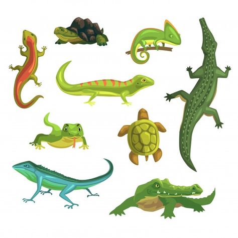 Animal Alphabet, Reptiles And Amphibians, Anime Drawings Tutorials, Vector Illustrations, Exercise For Kids, Free Illustrations, Amphibians, Cartoon Animals, Cartoon Styles